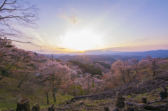 吉野上千本桜