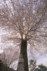 生まれた時から桜の下