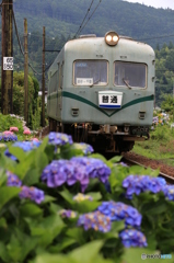 大鉄とあじさい２