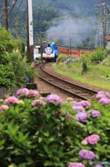 トーマスとあじさい２