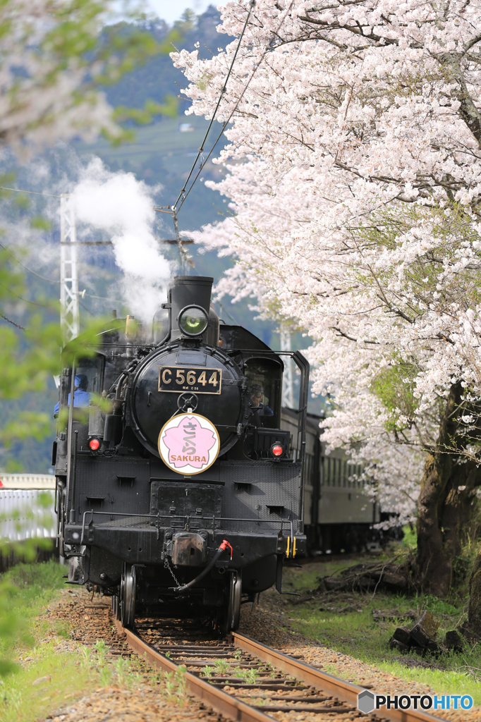 大井川鉄道の春３