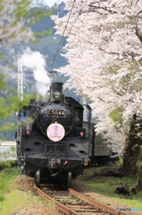 大井川鉄道の春３