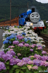 トーマスとあじさい１