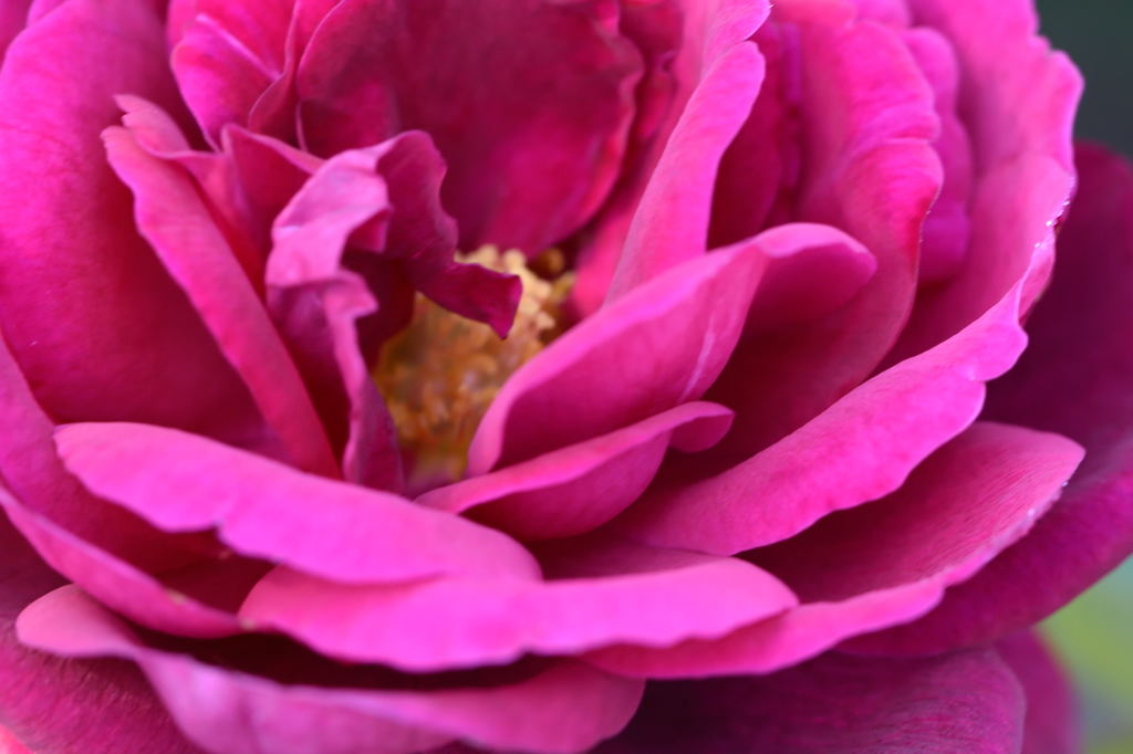 花フェスタ記念公園1