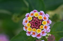 花フェスタ記念公園2