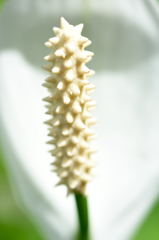 花フェスタ記念公園5