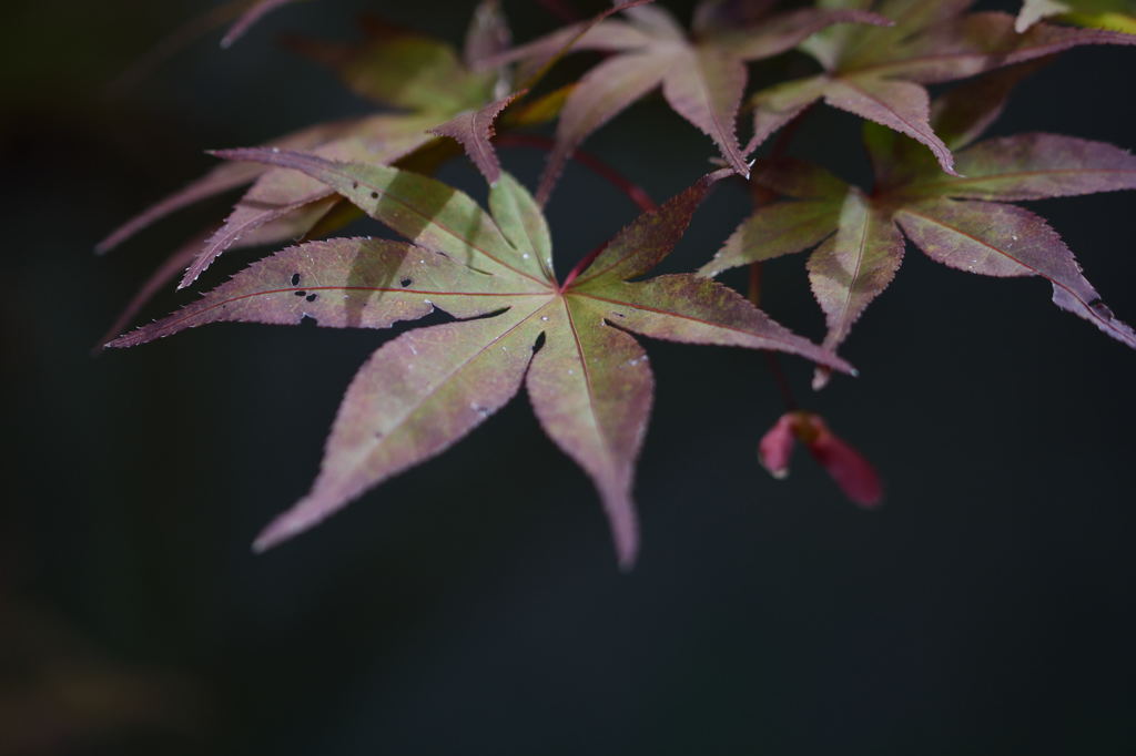 温室効果