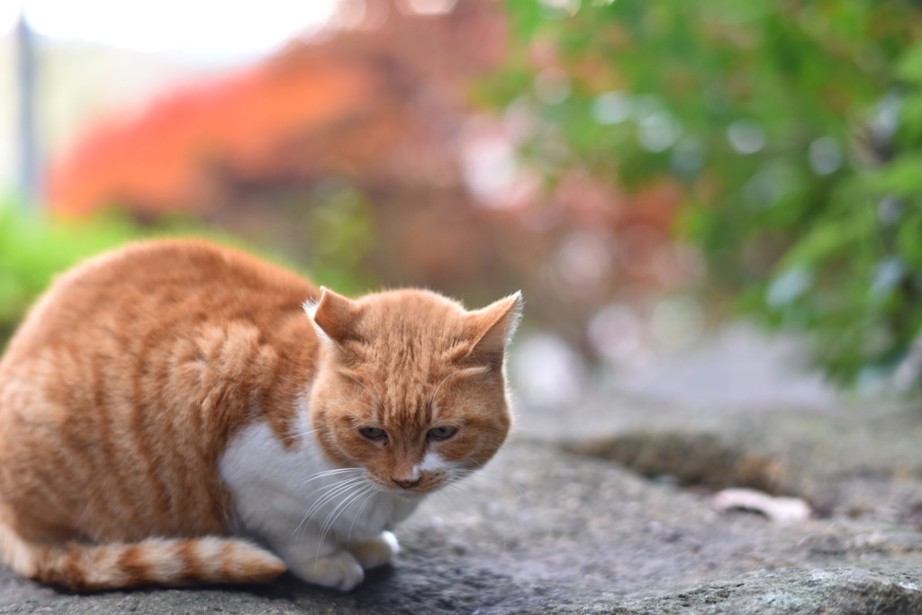 ちゃとらもみじ