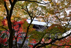 京都紅葉1