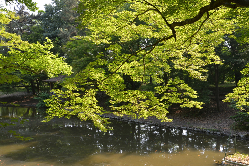 京都府立植物園にて1