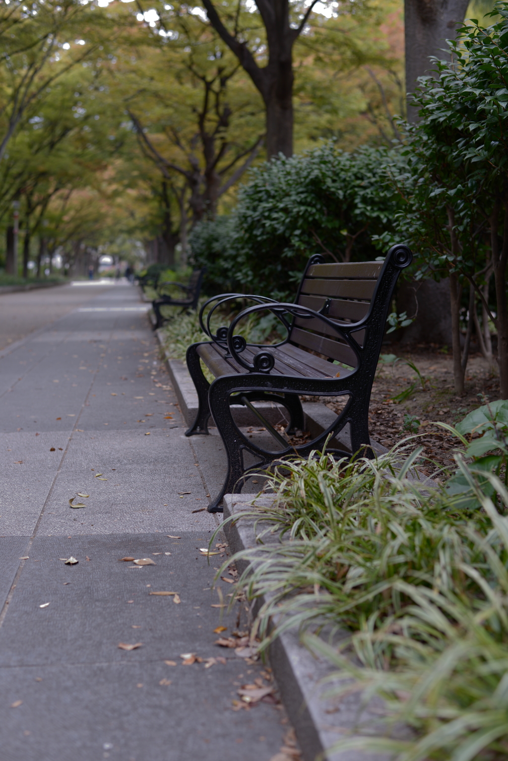 秋の都市公園の一面