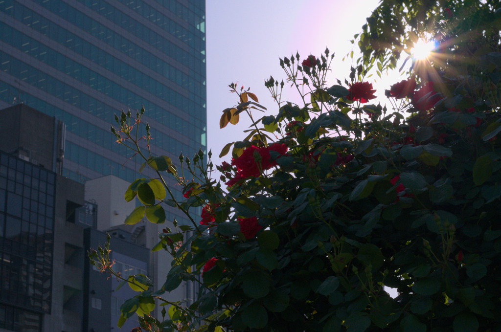 都会と花　～その３～