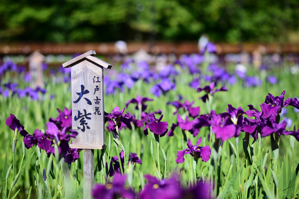 花しょうぶ 2017-4