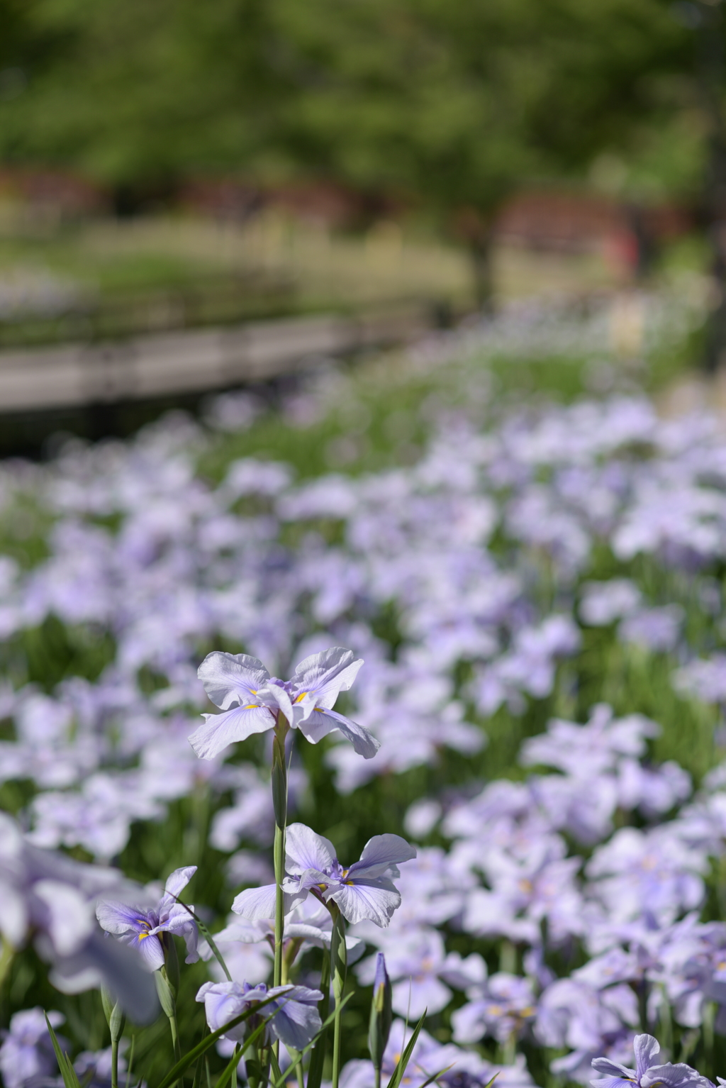 花しょうぶ 2017-3