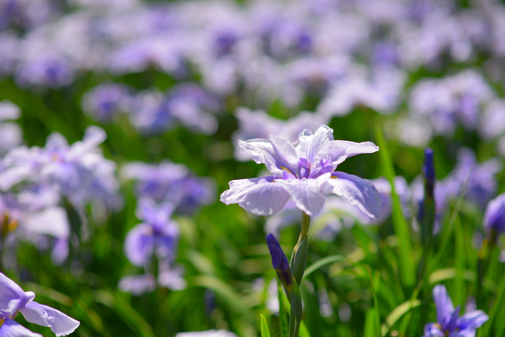 花しょうぶ 2017-1