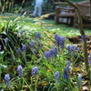 Muscari