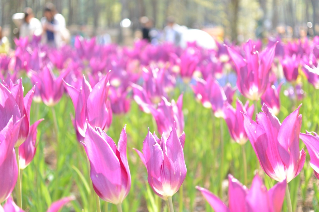 花の先が尖ったチューリップ