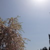 太陽と桜
