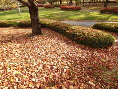 落ち葉の絨毯