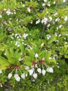 近所の公園にて