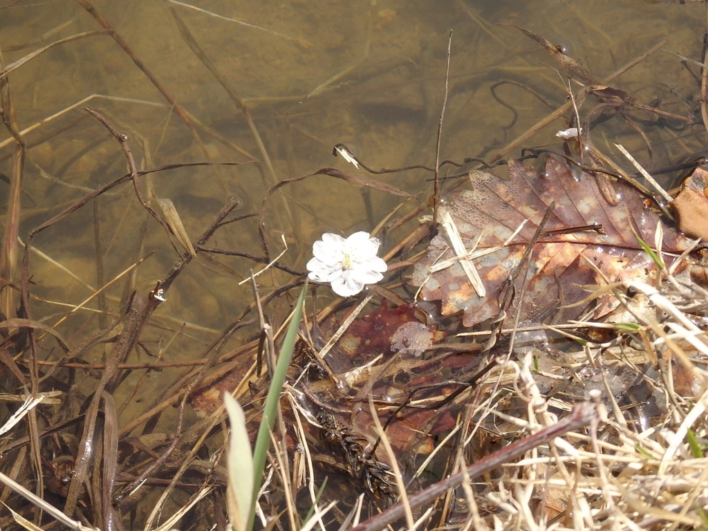 ここにも桜