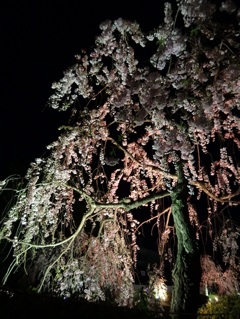 夜桜