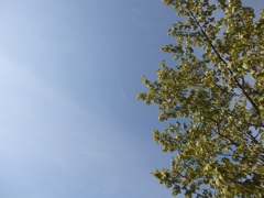 見上げた空