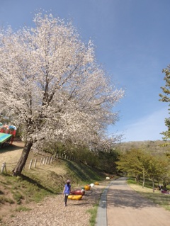 道と桜