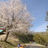 道と桜