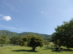 牛さんのお散歩
