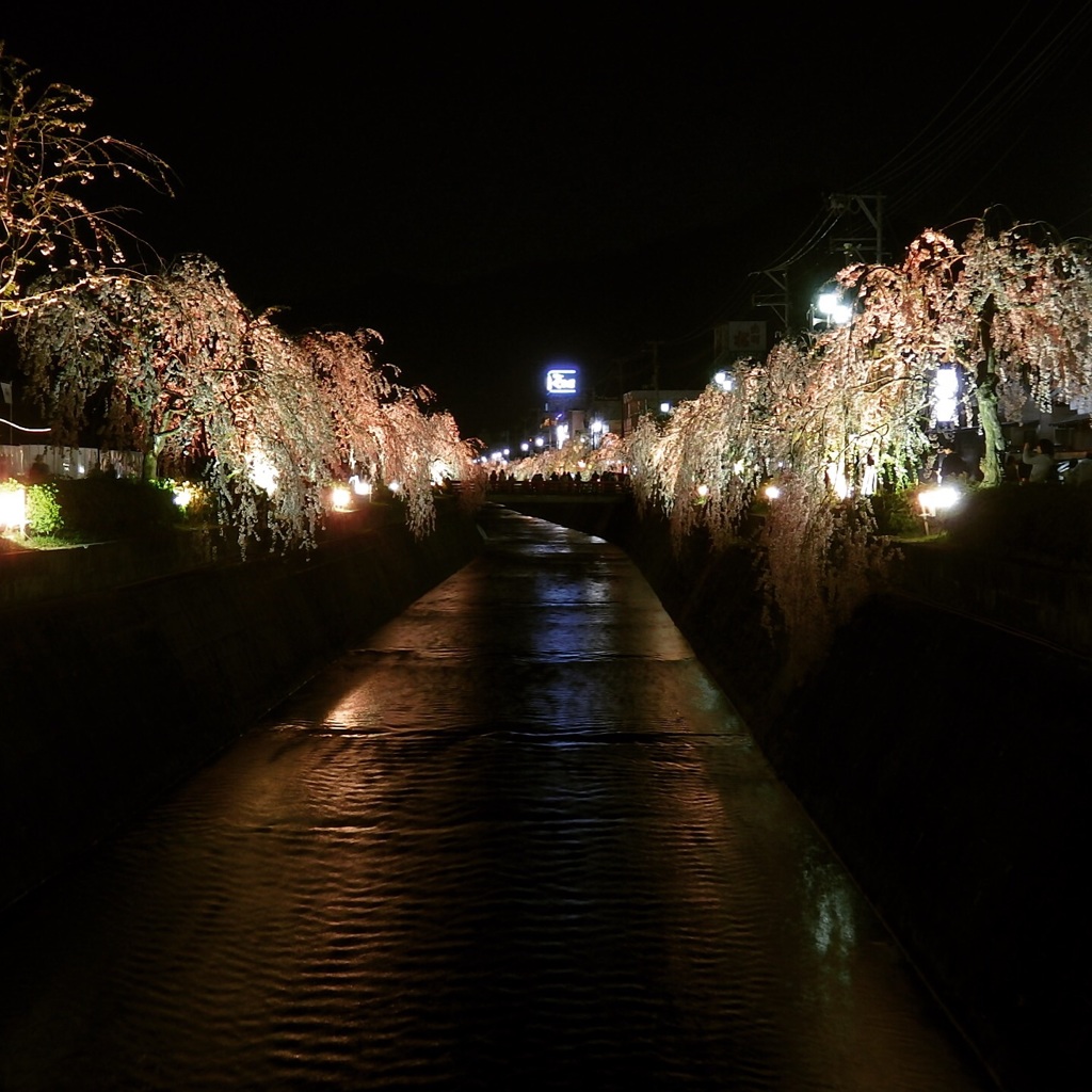 夜桜