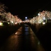 夜桜