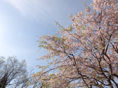 桜と青空