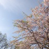 桜と青空