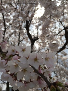 お昼の桜
