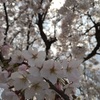 お昼の桜