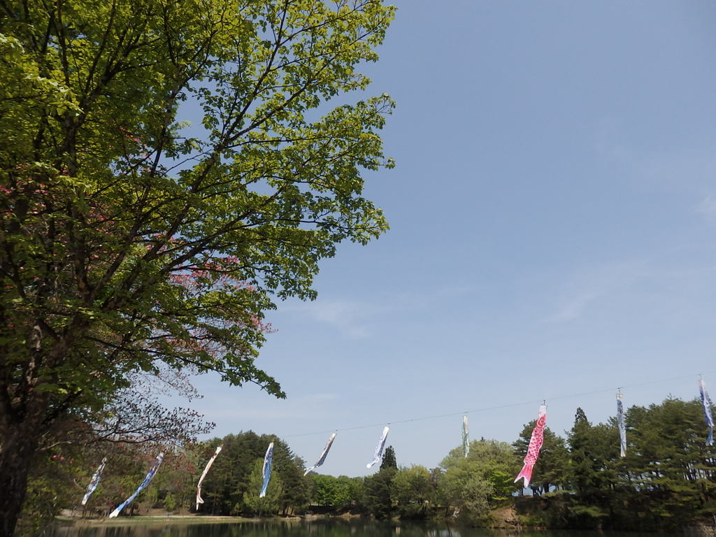 気持ちよさそうなこいのぼり