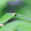 葉上の花