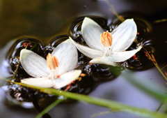 花船
