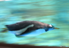 流し撮り