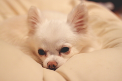 眠いよ