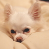 眠いよ