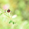 紅一点