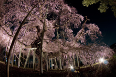 般若院のしだれ桜２