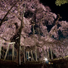般若院のしだれ桜２