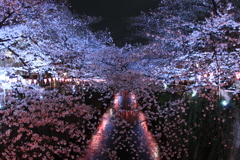 目黒川の春４