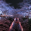 目黒川の春４
