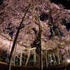 般若院のしだれ桜１
