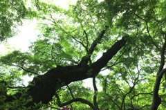 Early summer