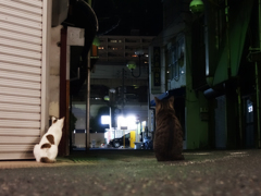 駅前猫さん　猫おばさんまだかなぁ